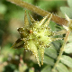 Tribulus terrestris