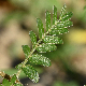 Tribulus terrestris