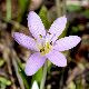 Colchicum cupanii subsp. glossophyllum