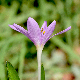 Colchicum cupanii subsp. glossophyllum