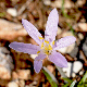 Colchicum parlatoris