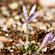 Colchicum parlatoris