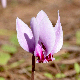 Cyclamen hederifolium