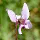 Cyclamen hederifolium