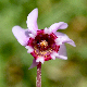 Cyclamen hederifolium