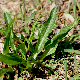 Biarum tenuifolium subsp. abbreviatum