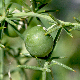 Asparagus aphyllus subsp. orientalis