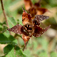 Cistus creticus