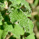 Cistus creticus