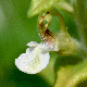 Teucrium flavum subsp. hellenicum