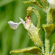 Teucrium flavum subsp. hellenicum