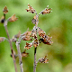 Teucrium flavum subsp. hellenicum