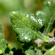 Teucrium flavum subsp. hellenicum