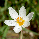 Crocus boryi