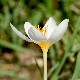 Crocus boryi