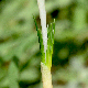 Crocus boryi