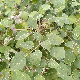 Datura wrightii