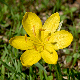 Sternbergia lutea