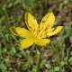 Sternbergia lutea