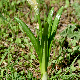 Sternbergia lutea