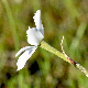 Narcissus deficiens