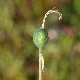 Narcissus deficiens