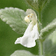 Stachys ionica