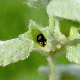 Stachys ionica