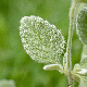 Stachys ionica