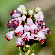 Erica manipuliflora