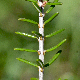 Erica manipuliflora