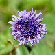 Globularia alypum