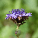 Globularia alypum