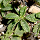 Lomelosia crenata subsp. dallaportae