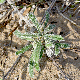 Echium angustifolium subsp. angustifolium