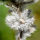 Echium angustifolium subsp. angustifolium