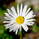 Bellis sylvestris