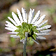 Bellis sylvestris