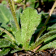 Bellis sylvestris