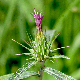 Ptilostemon stellatus