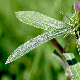 Ptilostemon stellatus