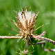 Ptilostemon stellatus