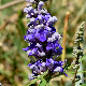 Vitex agnus-castus