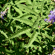 Vitex agnus-castus