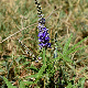 Vitex agnus-castus