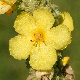 Verbascum macrurum