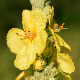 Verbascum macrurum