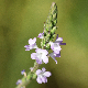 Verbena officinalis