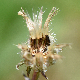 Picris rhagadioloides