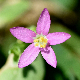 Centaurium tenuiflorum